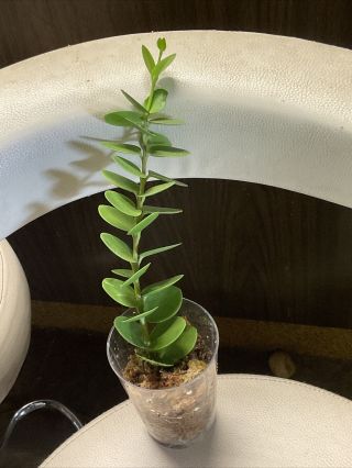 Rare Hoya Cumingiana.  Rooted In Sphagnum