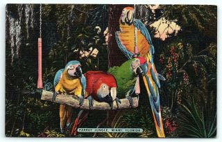 Vtg Postcard Fl Florida Linen Parrot Jungle Miami Bird 1957 Cancel Stamp 2c B7