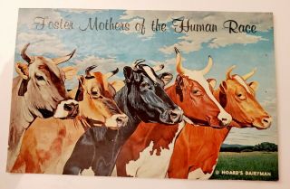 Vintage 1961 " Hoards Dairyman Foster Mothers Of The Human Race " Dairy Cattle Pc