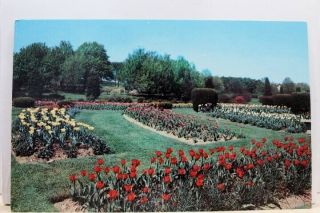 Pennsylvania Pa Hershey Chocolate Town Tulip Display Postcard Old Vintage Card