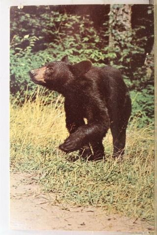 Great Smoky Mountains National Park American Black Bear Postcard Old Vintage Pc