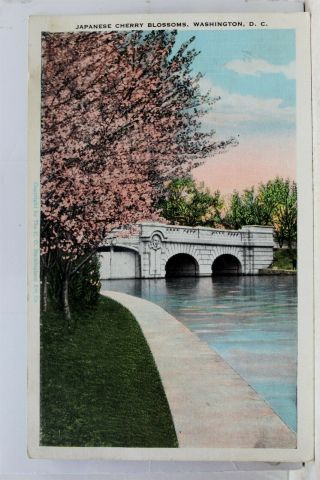 Washington Dc Japanese Cherry Blossoms Postcard Old Vintage Card View Standard