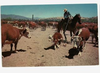 Cowboy Roping Calf Steer Cow Near Patagonia? Az Arizona 1972 Vintage Postcard