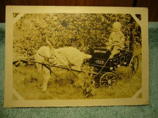 Vintage 1925 Portland Oregon Photo (3.  5 " X 5 ") Boy Pulled By Goat In Child Wagon
