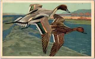 Artist Francis L Jaques American Pintail Duck Natl Wildlife Vintage Postcard Q26