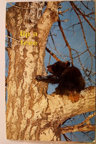 Animal Bear Up A Tree Another Fine Mess Postcard Old Vintage Card View Standard