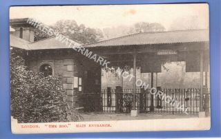 Early 1908 London Zoo Main Entrance Efa Local Vintage Postcard