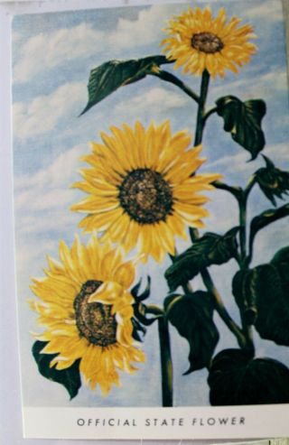 Kansas Ks State Flower Sunflower Postcard Old Vintage Card View Standard Post Pc