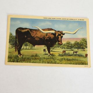 Vintage Texas Long Horn Steer Curteich Colortone Linen Postcard Unposted