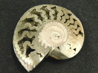 A Very Rare Polished Iridescent Pyrite Ammonite Fossil Russia 6.  77