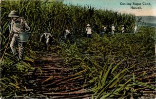 Vintage Postcard - Cutting Sugar Cane Hawaii 1921 [ 2098]