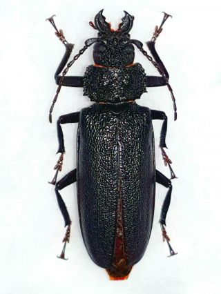 Very Rare Cerambycidae Physopleurus Rugosus Female Huge 67mm,  French Guiana