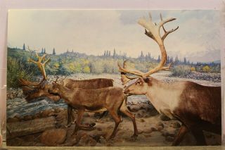 Washington Dc Natural History Museum Barren Ground Caribou Postcard Old Vintage