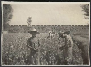 Kq22 China Hebei Yixian 河北易縣 1930s Photo Cultivation Opium Poppy By Chinese