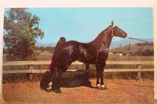 Animal Champion Tennessee Walking Horse Postcard Old Vintage Card View Standard