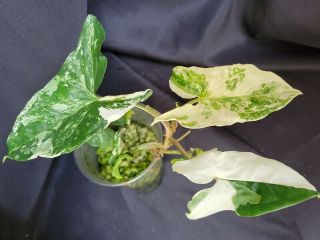 Syngonium albo varigated 15,  not monstera,  or philodendron,  rare,  aroid 2