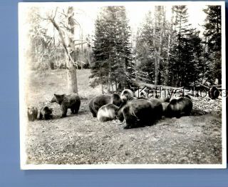 Found Vintage Photo C,  3659 View Of Bears By Trees