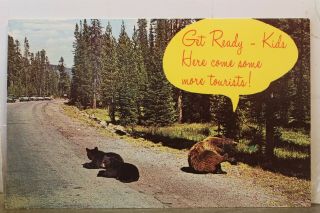 Animal Mama Bear Cubs Tourists Postcard Old Vintage Card View Standard Souvenir