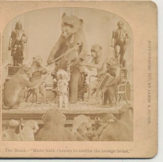 The Band By And For The Great Apes Hurst Kilburn Stereoview C1870