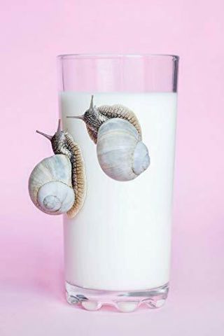 (2) Two Rare Live White Land Snails Xl Size Fun/friendly/pets,  Calcium