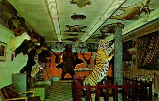 Vintage Postcard Grayling Michigan " Bear Archery Co.  " Trophy Room Bear Tiger
