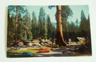 Vtg Postcard Sequoia National Park Ca,  Giant Forest Village Classic Cars