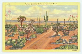 C1940 Various Species Of Cactus As Seen On The Desert Labeled Linen Postcard B21