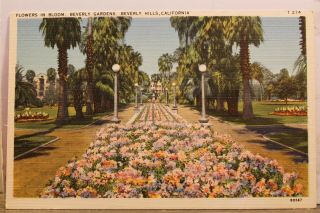 California Ca Beverly Hills Gardens Flowers Bloom Postcard Old Vintage Card View