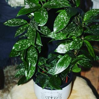 Large Rare Hoya Carnosa Freckle / Splash| Huge Leaves In 4 In Pot