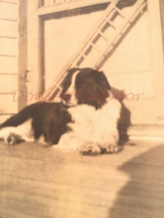 Vintage Snapshot Photograph Of Dog Relaxing On A Sunny Porch