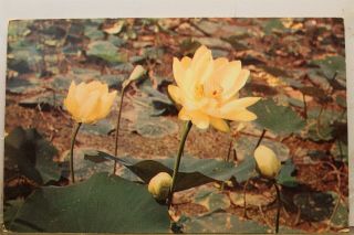 Wisconsin Wi Prairie Du Chien Mississippi Lotus Lily Greetings Postcard Old View