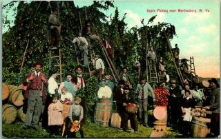 Vintage 1910s West Virginia Postcard " Apple Picking,  Near Martinsburg "