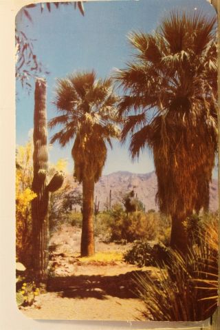 Scenic Giant Saguaro Cactus Desert Palms Postcard Old Vintage Card View Standard