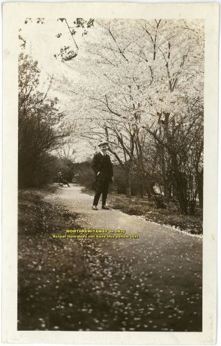 1922 Photo Washington Dc Man Prange Path Tidal Basin Cherry Blossoms Trees