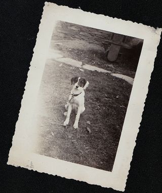 Vintage Antique Photograph Adorable Puppy Dog Sitting In Backyard