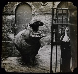 Antique Magic Lantern Slide Keeper Feeding The Hippo At The Zoo C1900 Photo