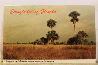 Florida Fl Everglades Palmetto Clumps Postcard Old Vintage Card View Standard Pc