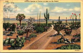 Various Species Of Cactus As Seen On The Desert Linen Vintage Postcard Posted