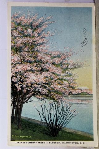 Washington Dc Japanese Cherry Trees Blossom Postcard Old Vintage Card View Post