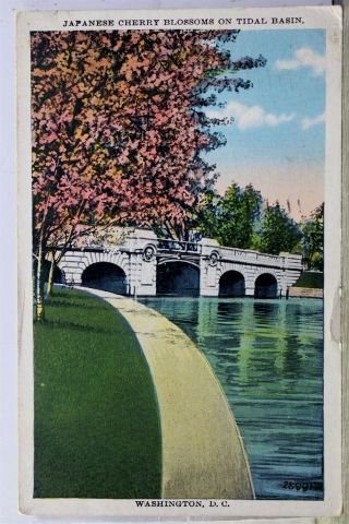 Washington Dc Japanese Cherry Blossoms Tidal Basin Postcard Old Vintage Card Pc