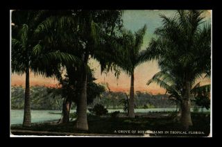 Dr Jim Stamps Us Royal Palms Tropical Florida Old Postcard 1914