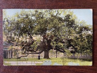 Largest Live Oak Tree In Florida South Jacksonville - Vintage Postcard 1914