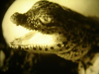 16mm Soviete Educational " Turtles And Crocodiles " Film B/w Movie Bw Vintage