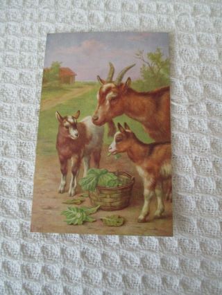Vintage Art Postcard,  " Nannie Goat And Two Kid Goats " Artist E.  Hunt.  M