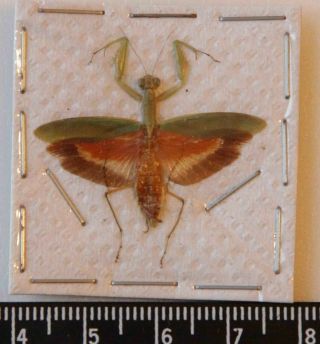 Mantidae Ssp.  (malaysia) No 33 Rare