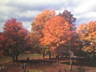 16mm Film Home Movie 1950s Stunning England Fall Colors In Kodachrome