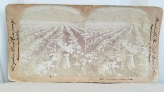 Antique Stereoscope/stereoview Card Keystone Calia Lilies And Girl California