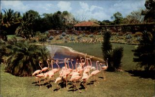 Pink Flamingos Parrot Jungle Miami Florida 1950 - 60s Vintage Postcard