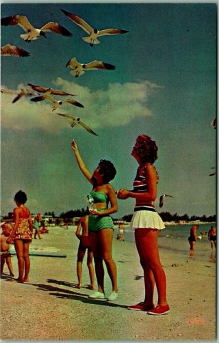 Vintage 1960s Florida Postcard " Feeding The Gulls On A Beach In Sunny Florida "
