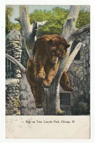 1909 Vintage Postcard Chicago Illinois Lincoln Park Zoo " Bear On Tree "
